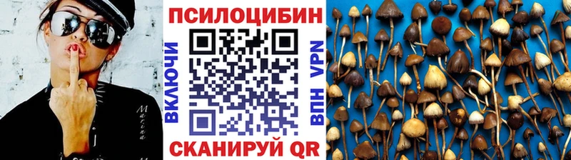 kraken ONION Норильск Галлюциногенные грибы Psilocybine cubensis